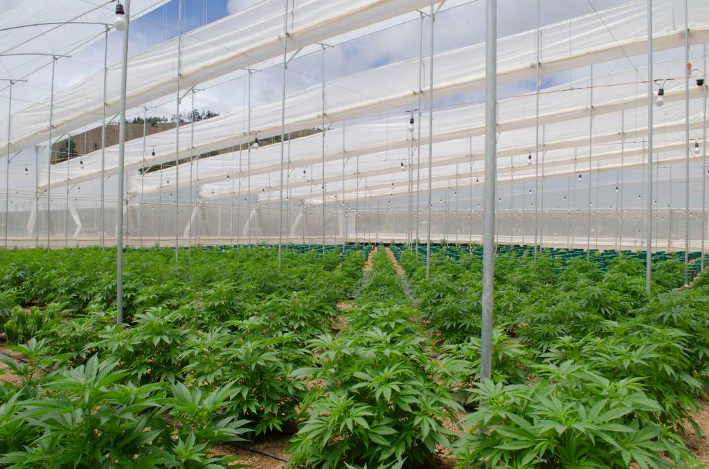 Cultivo de cannabis da empresa Clever Leaves, na Colômbia