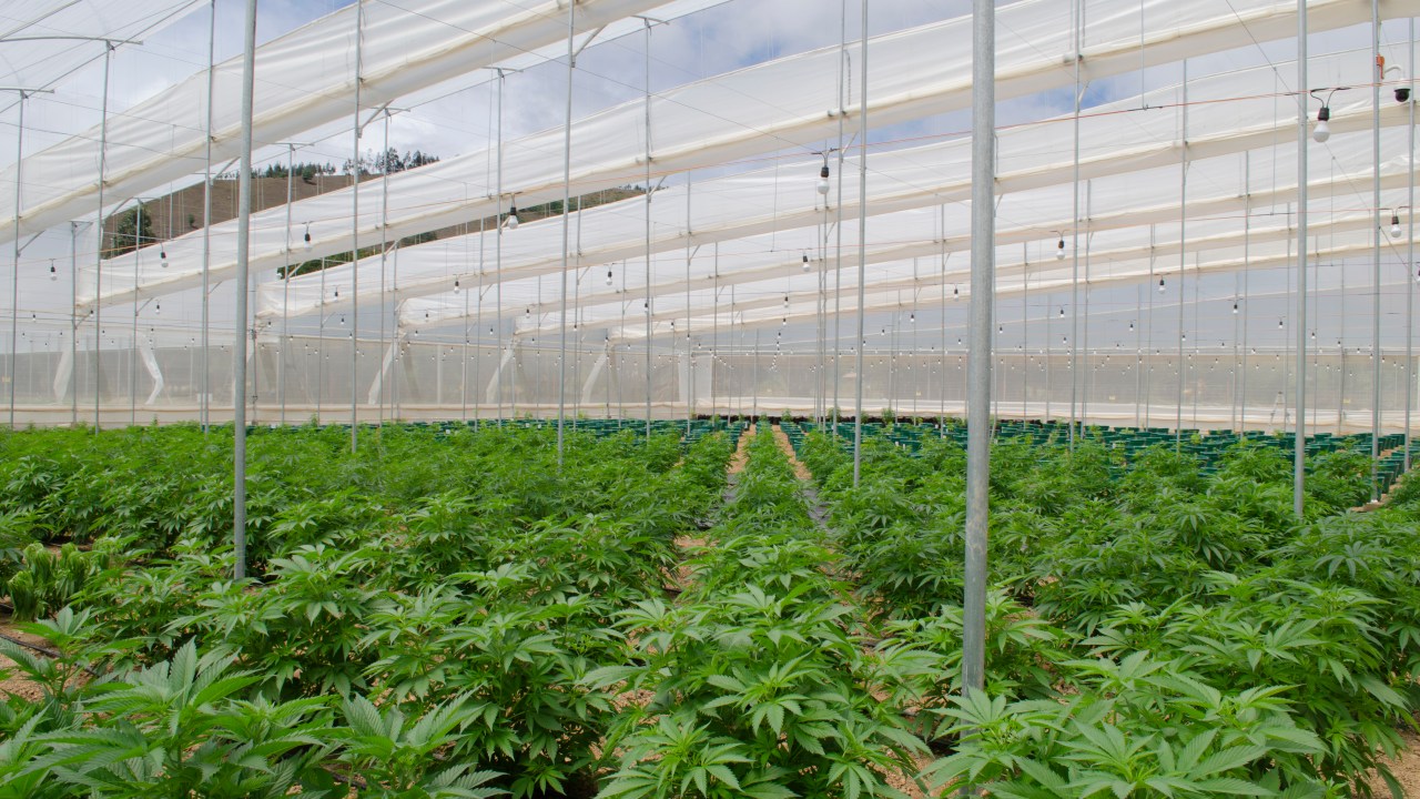 Cultivo de cannabis da empresa Clever Leaves, na Colômbia