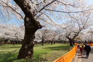 TOKYO, JAPAN - 2021/03/26: People walk past a fence put up to avoid people from gathering for Hanami parties under the cherry blossoms in Yoyogi Park. Though Tokyo lifted its Coronavirus State of Emergency at midnight on March 21st the annual Hanami, cherry blossom parties and other gatherings of large number of people are still limited and discouraged. (Photo by Damon Coulter/SOPA Images/LightRocket via Getty Images)