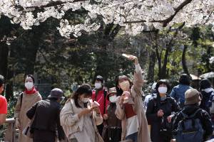 A woman takes a photo of Sakura blossoms inside Inokashira TOKYO, JAPAN - 2021/03/26: A woman takes a photo of Sakura blossoms inside Inokashira Park.Hanami (Japanese custom for viewing the beauty of flowers) picnics have been prohibited inside Inokashira park as an effort to curb the spread of the Covid19 (coronavirus) disease. (Photo by Stanislav Kogiku/SOPA Images/LightRocket via Getty Images)