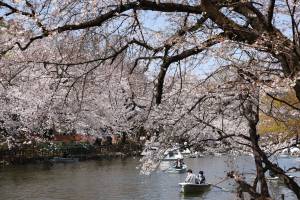 TOKYO, JAPAN - 2021/03/26: Visitors of Inokashira Park enjoy boating during Cherry blossom viewing (Hanami) season marked by Covid-19 pandemic. Hanami (Japanese custom for viewing the beauty of flowers) picnics have been prohibited inside Inokashira park as an effort to curb the spread of the Covid19 (coronavirus) disease. (Photo by Stanislav Kogiku/SOPA Images/LightRocket via Getty Images)