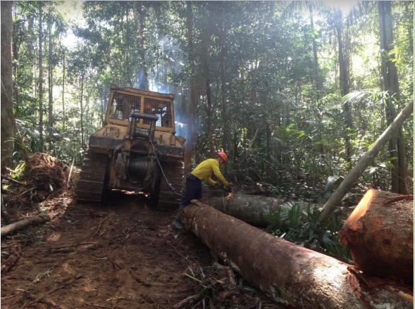Empresas que seguem à risca normas para extração de madeira sofrem com mercado ilegal