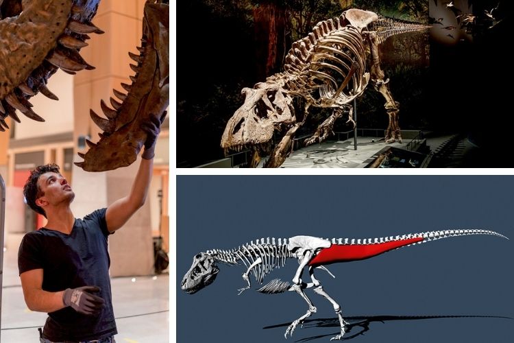 RECONSTITUIÇÃO - O biomecânico Van Bijlert e o fóssil de Trix: modelo 3D permitiu estimar a velocidade do tiranossauro -