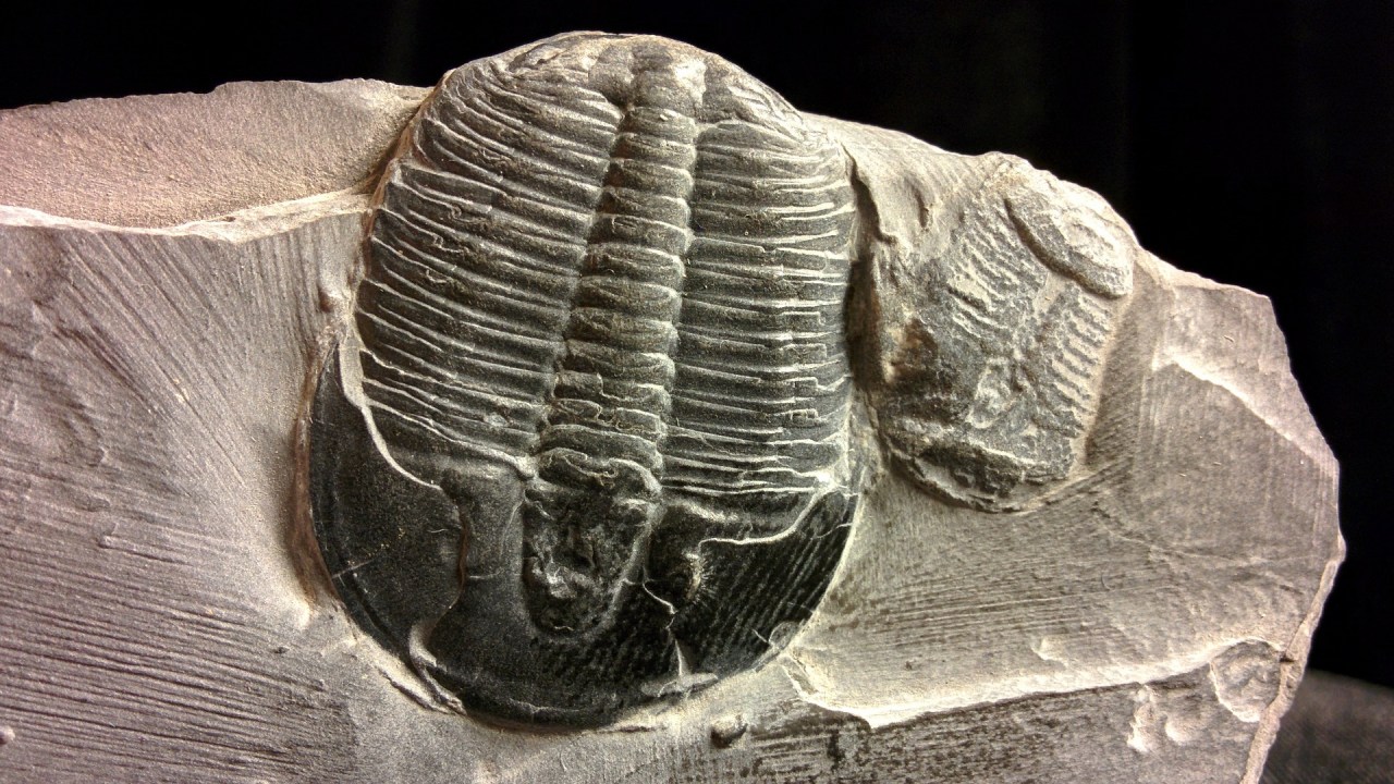 Trilobita