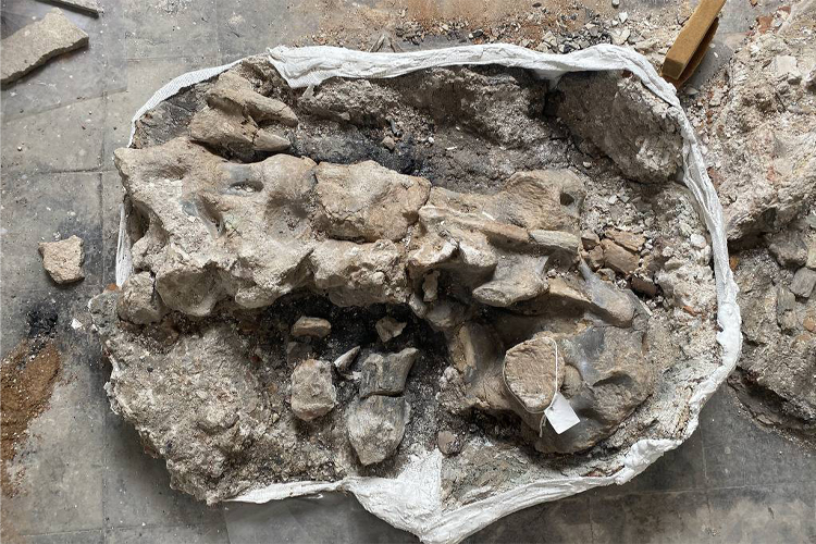 Fósseis de dinossauro encontrados no Museu Nacional do Rio de Janeiro, dois anos após o incêndio