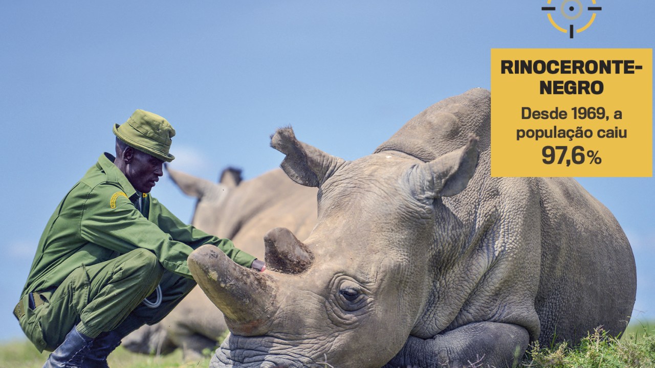 ALVO FÁCIL - Populações de rinocerontes-negros, como o da foto: eles correm sérios riscos por causa dos valorizados chifres -