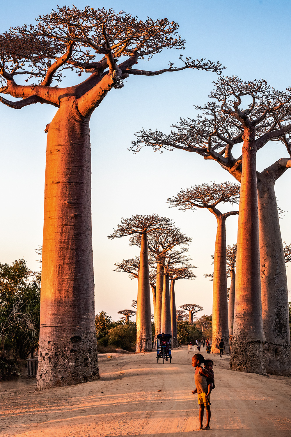 he Avenue of the Baobabs (Alley of the Baobabs), between Morondava and Beloni, Menabe region of Western Madagascar GIGANTES - Baobás em Madagáscar: raízes que se comunicam -