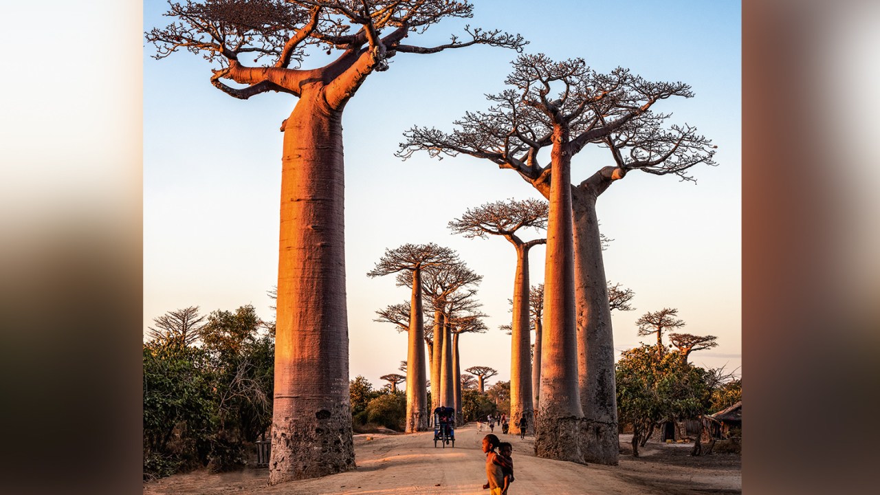 GIGANTES - Baobás em Madagáscar: raízes que se comunicam -
