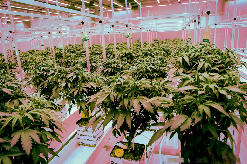 COLHEITA HIGH-TECH - Plantação na Holanda: a Cannabis medicinal criou um novo ramo de negócios -