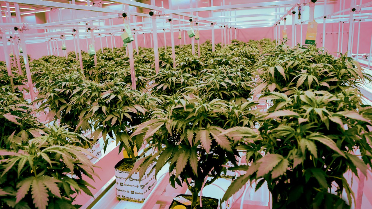 COLHEITA HIGH-TECH - Plantação na Holanda: a Cannabis medicinal criou um novo ramo de negócios -