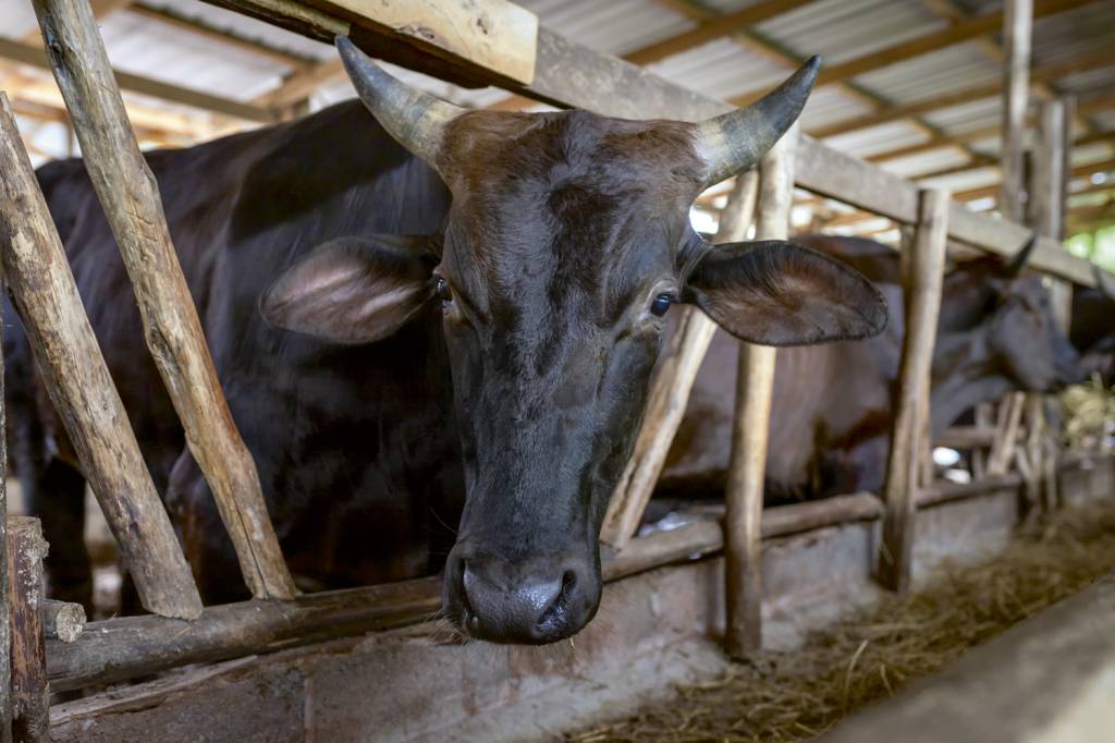 GettyImages-1239189771.jpg NA FAZENDA - Vida mansa: noites tranquilas de sono e criação sem stress -