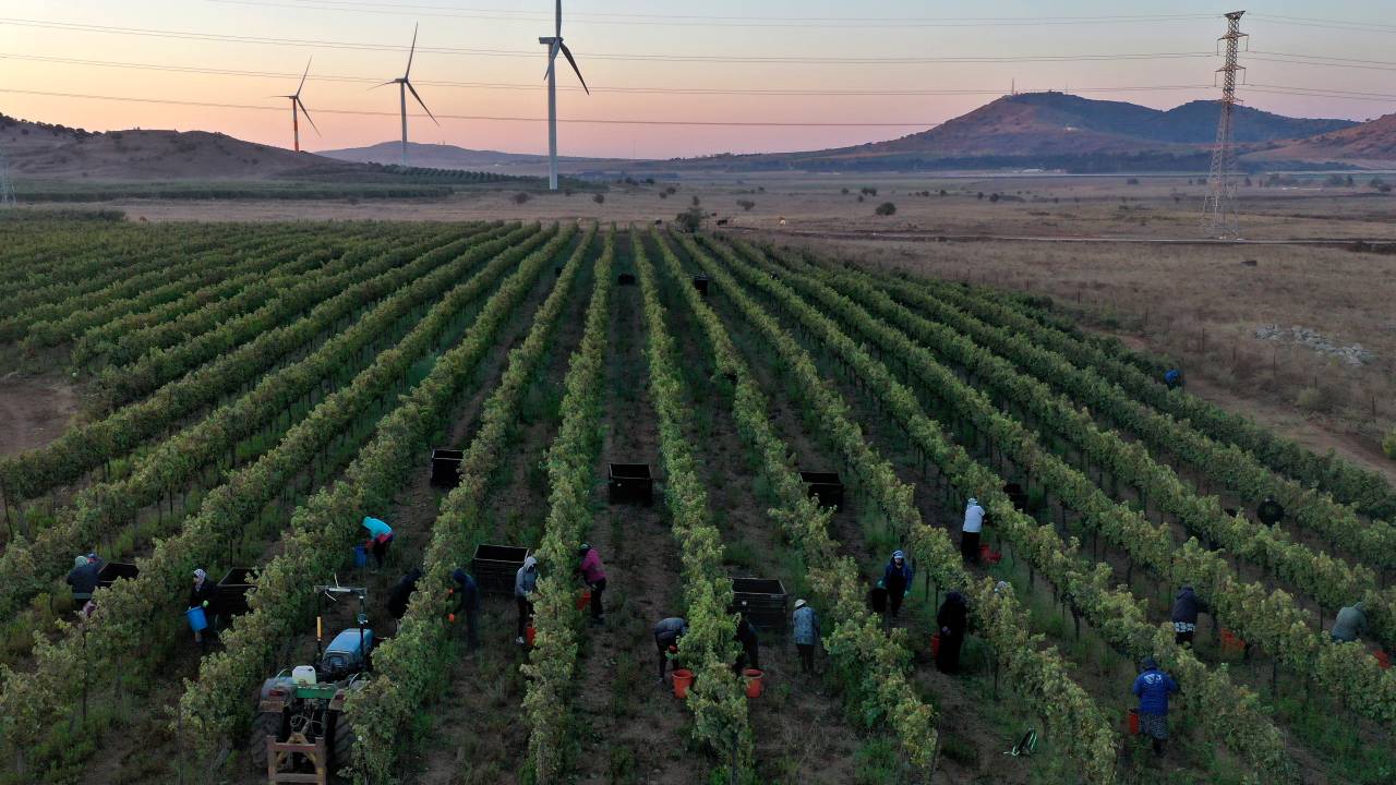 Israeli Wineries Finish Challenging 2020 Harvest Amid Coronavirus Crisis