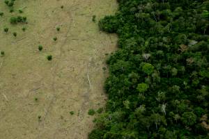 Amazon Deforestation for Cattle