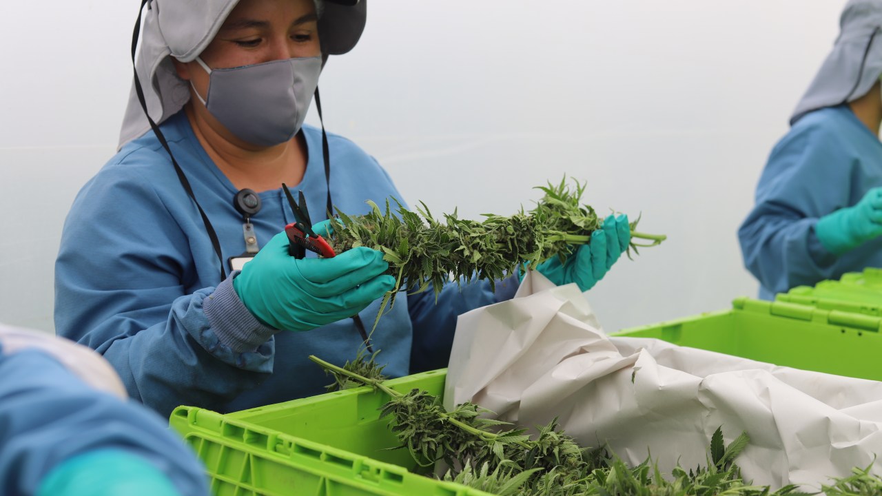 Funcionária trabalha flores de cannabis medicinal na Colômbia