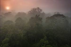 Aumento de CO2 na Amazônia