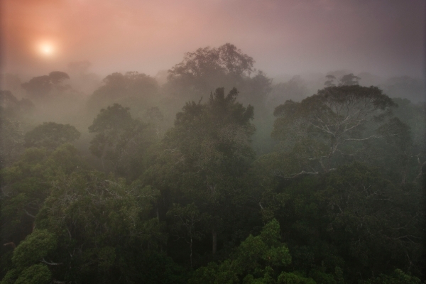O impacto direto dos níveis crescentes de dióxido de carbono sobre a floresta amazônica seria uma redução nas chuvas equivalente ou até maior do que o impacto da substituição completa da floresta por pastagem