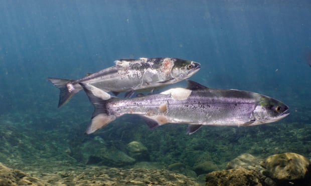 ONG fotografa salmão com queimaduras após dia de calor recorde