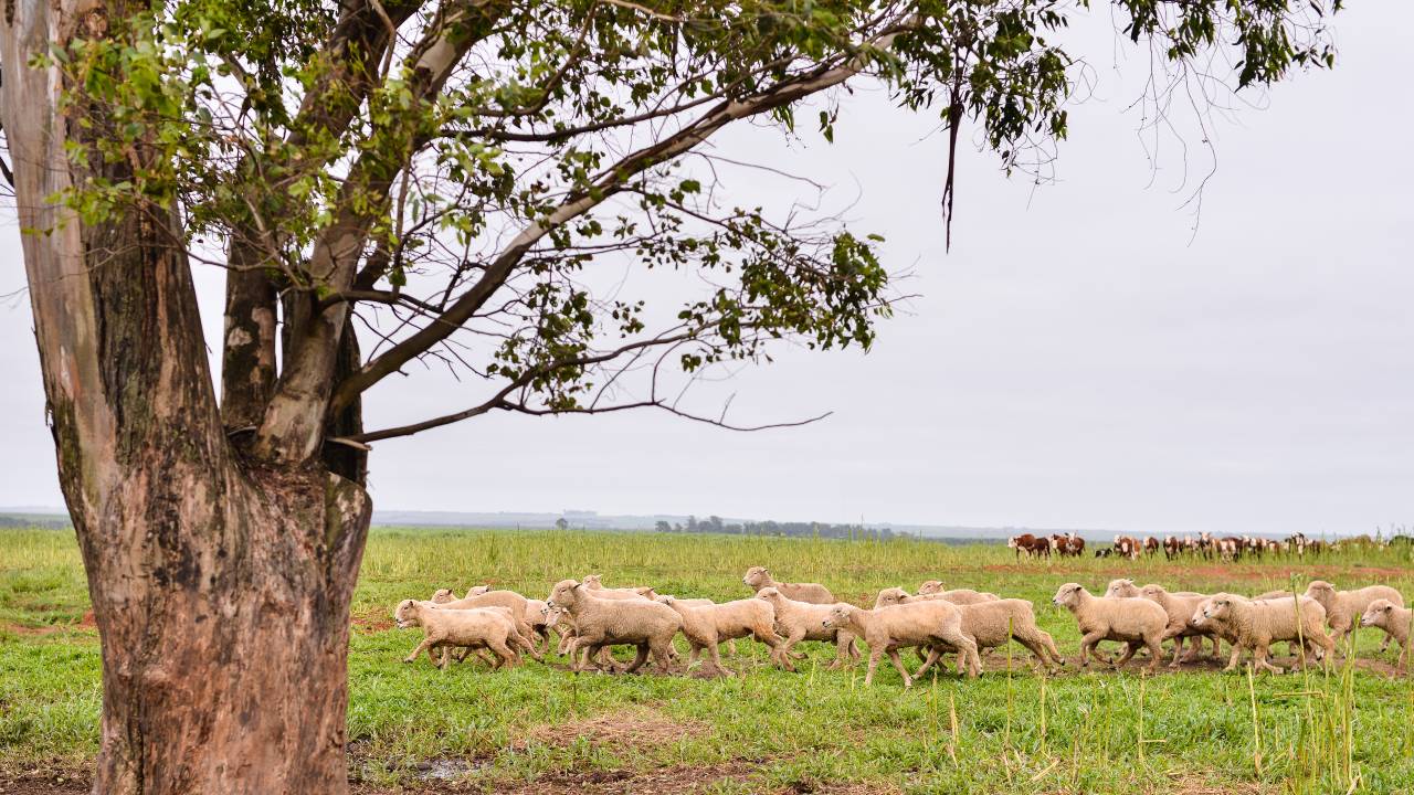 Rebanho de ovelhas em um campo no Rio Grande do Sul, Brasil