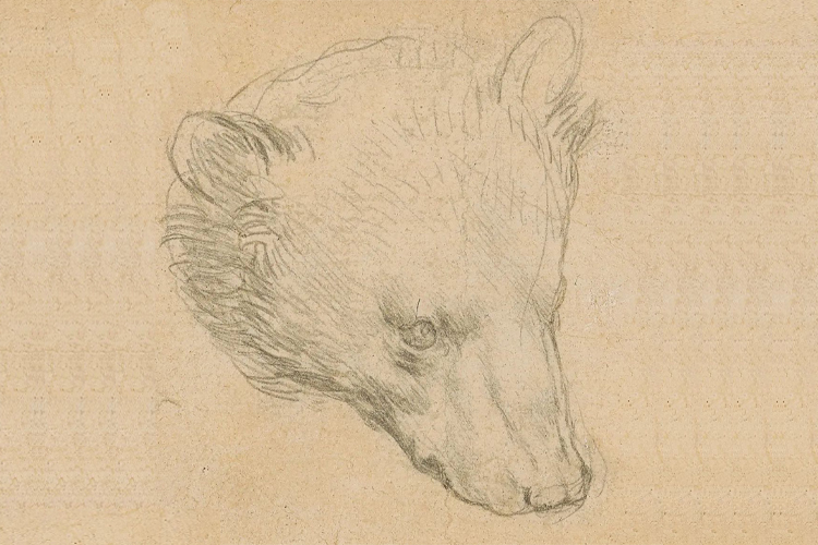'Cabeça de Urso', esboço de Leonardo Da Vinci arrematado em leilão