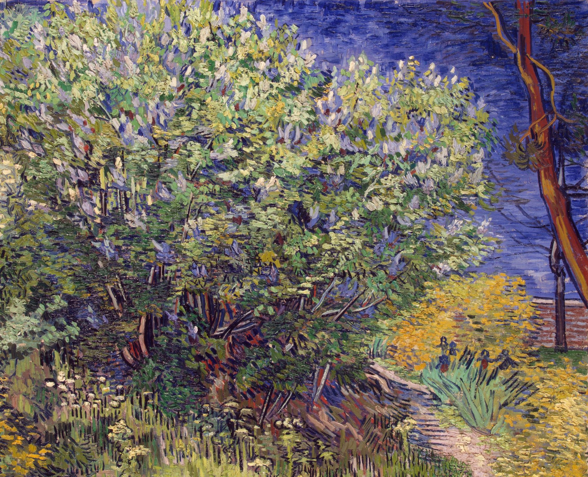 van gogh