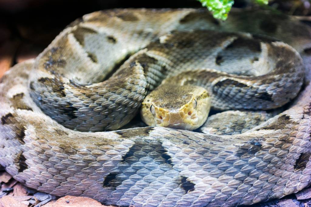 Veneno da cobra Jararacuçu pode impedir reprodução do coronavírus