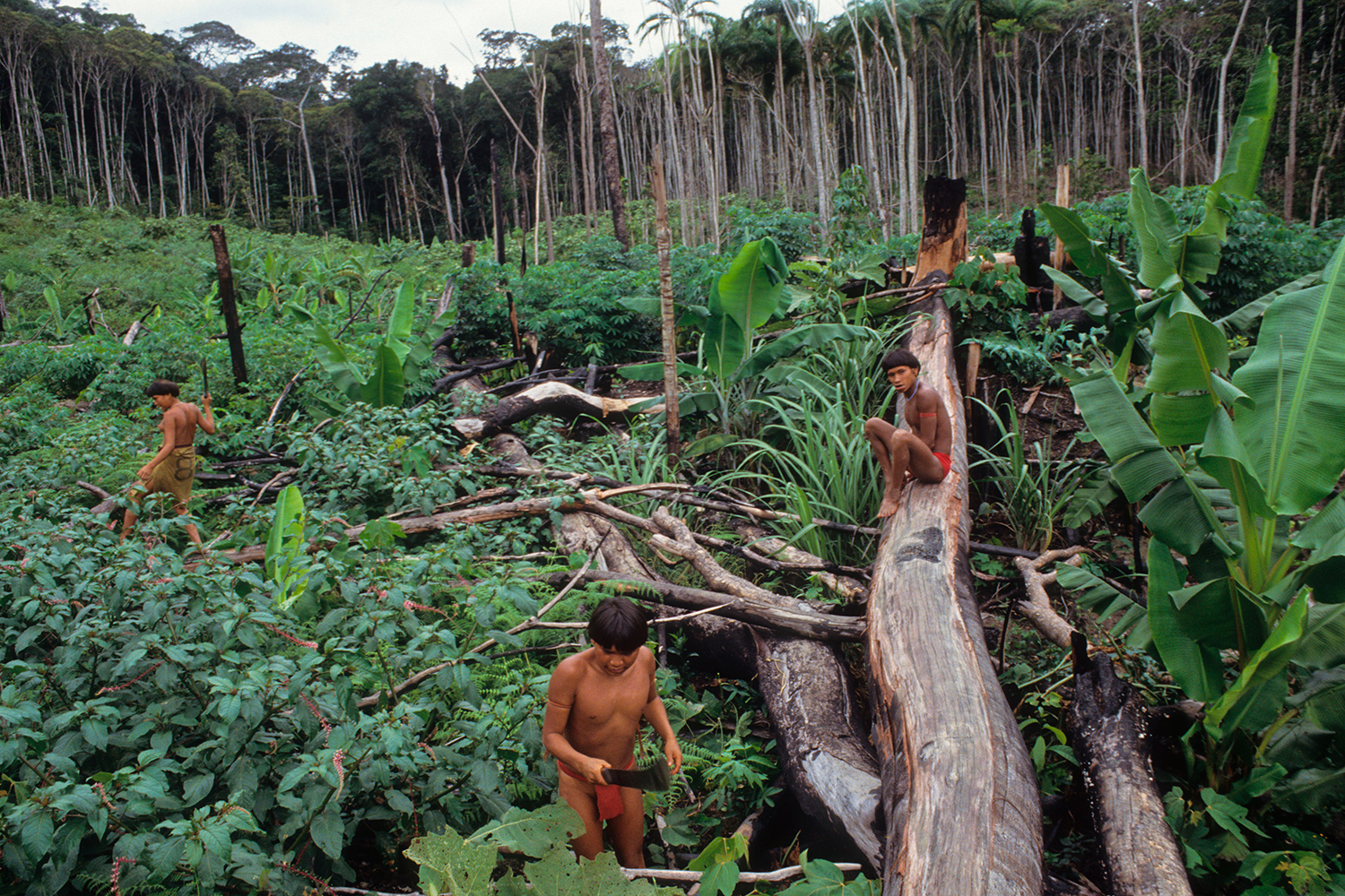 ROÇADO CULTIVADO PELOS IANOMÂMIS NA AMAZÔNIA - Baixa interferência no ambiente natural -