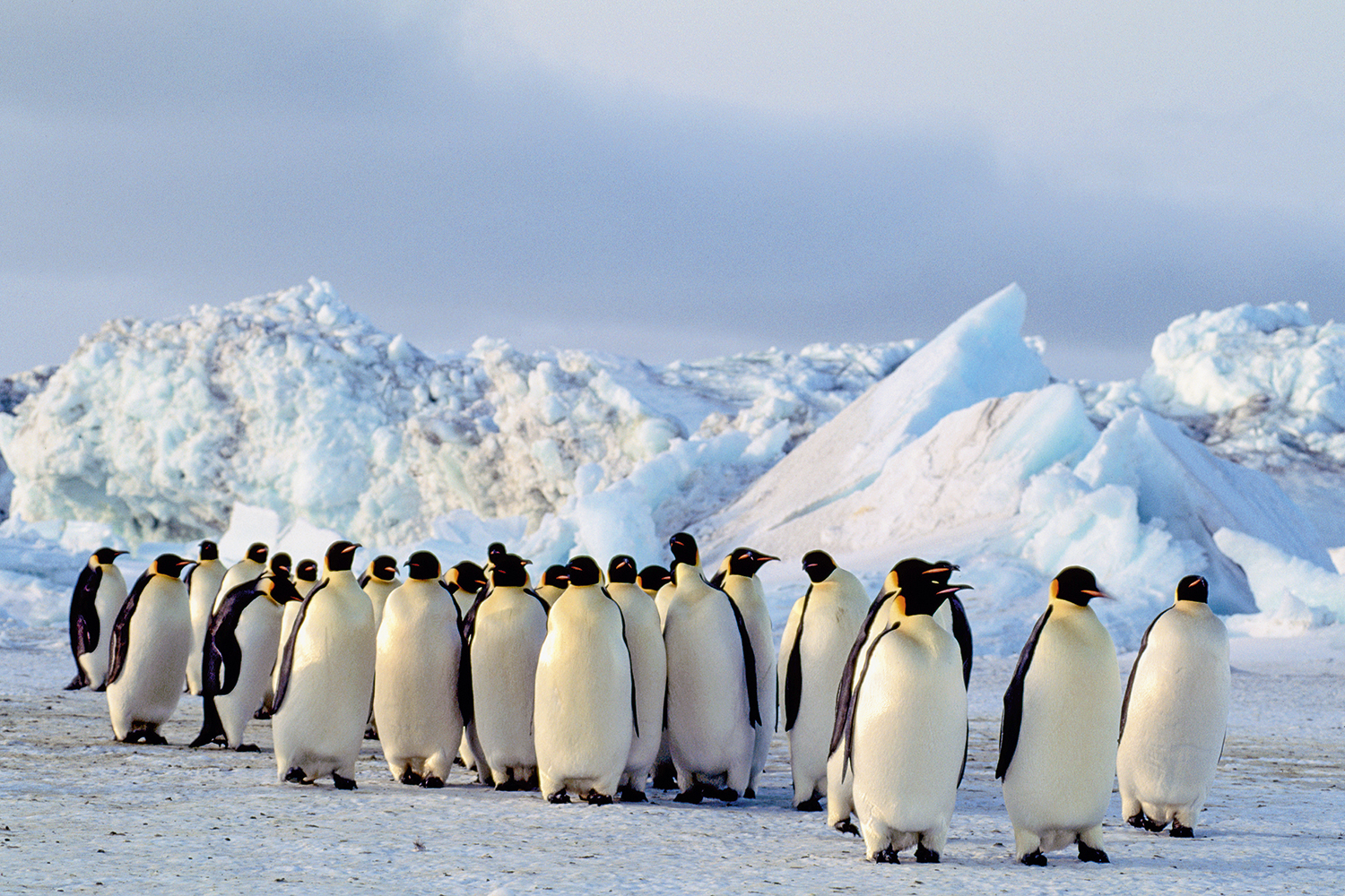 ESTABILIDADE -��s ador叩veis pinguins-imperadores: eles precisam de gelo firme para viver -