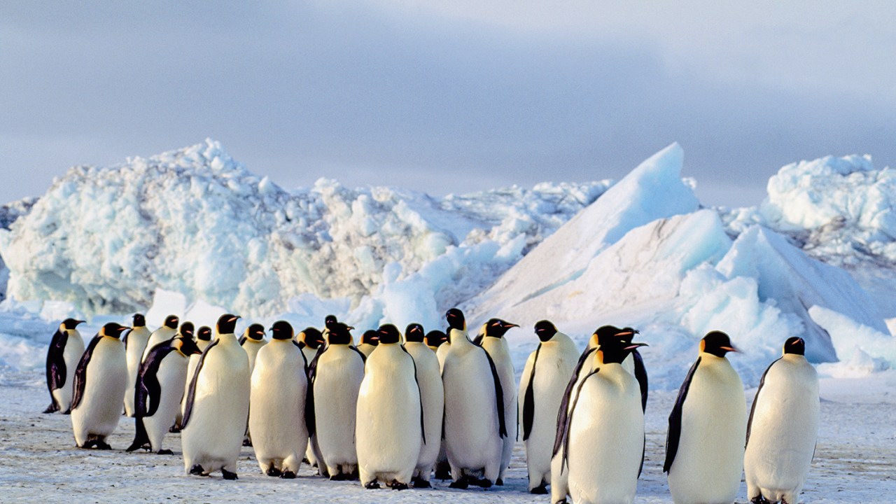 ESTABILIDADE - Os adoráveis pinguins-imperadores: eles precisam de gelo firme para viver -