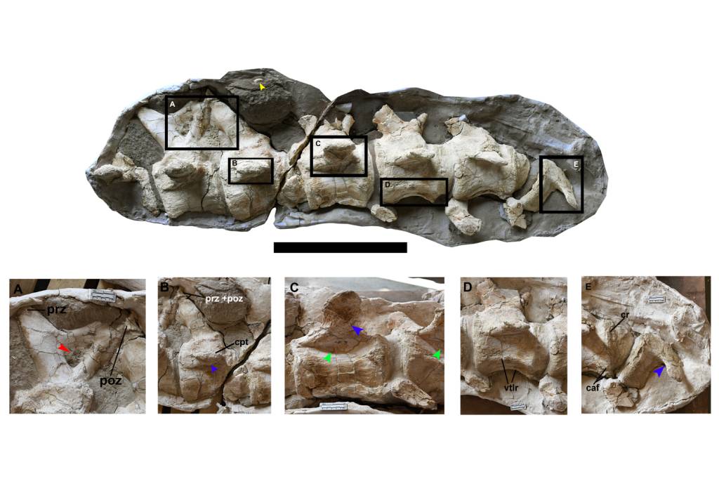 Vértebras do dinossauro Hamititan xinjiangensis, descoberto por pesquisadores do Museu Nacional do Rio de Janeiro e do Institute of Vertebrate Paleontology and Paleoanthropology