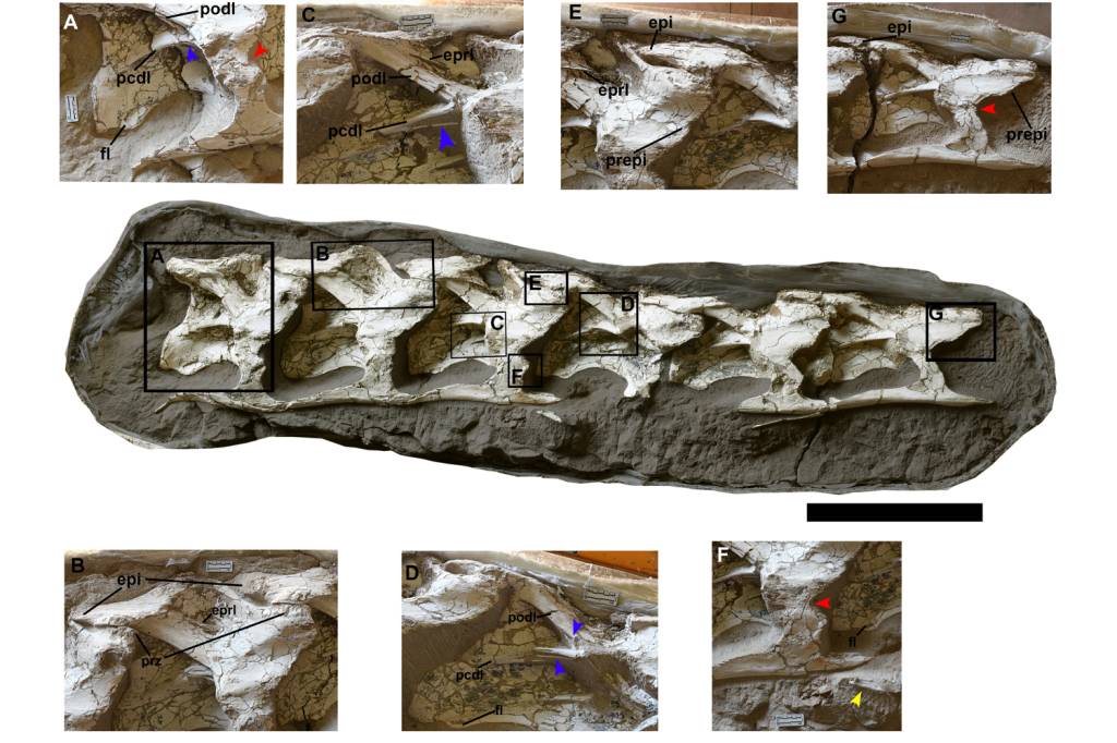 Vértebras do dinossauro Silutitan sinensis, descoberto por pesquisadores do Museu Nacional do Rio de Janeiro e do Institute of Vertebrate Paleontology and Paleoanthropology