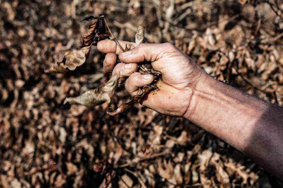 Fazenda Roseira, em Jacuí-MG - Fazenda Roseira, em Jacuí-MG -