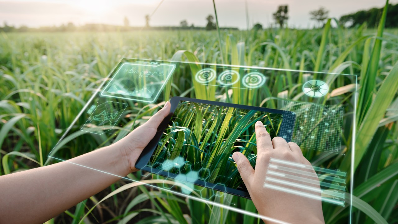 Female Farm Worker Using Digital Tablet With Virtual Reality Artificial Intelligence (AI) for Analyzing Plant Disease in Sugarcane Agriculture Fields. Technology Smart Farming and Innovation Agricultural Concepts.
