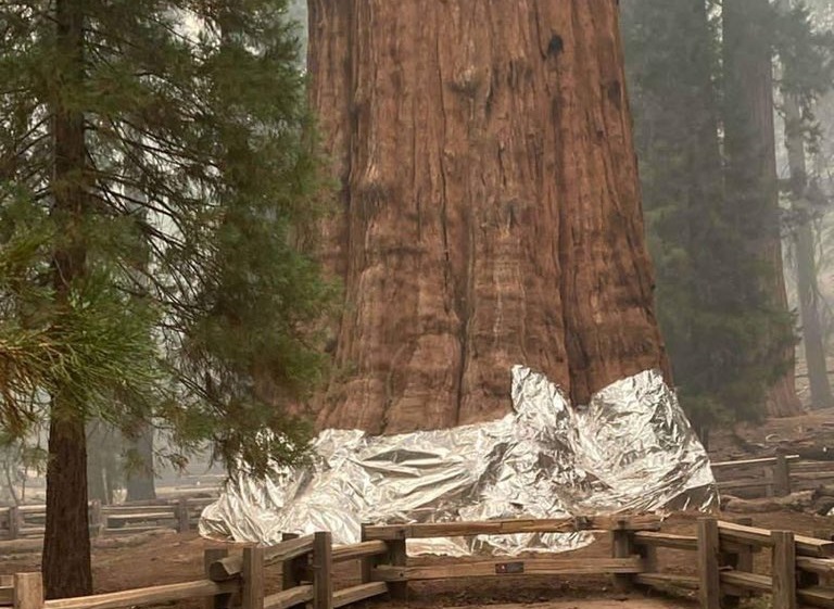 Bombeiros cobrem maior árvore do mundo com papel alumínio para tentar salvá-la de incêndios na Califórnia