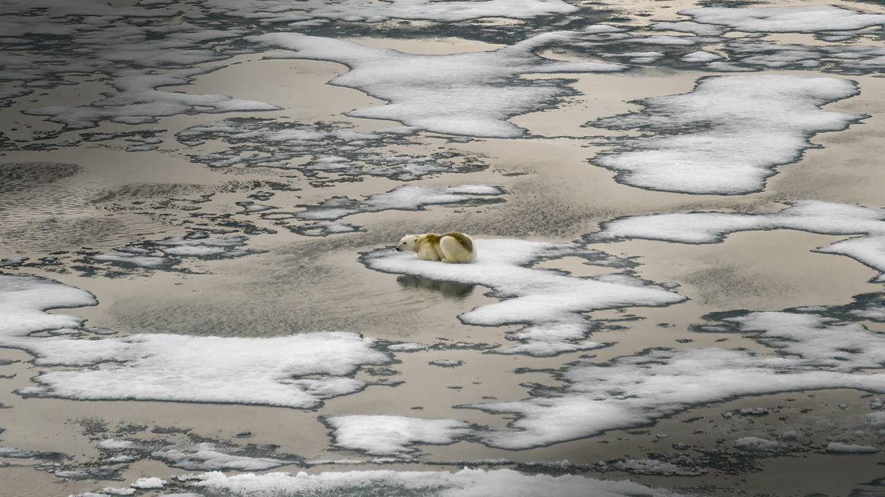 ACOSSADO - Urso-polar cercado pela água: a cobertura de gelo tem encolhido nos últimos quarenta anos -