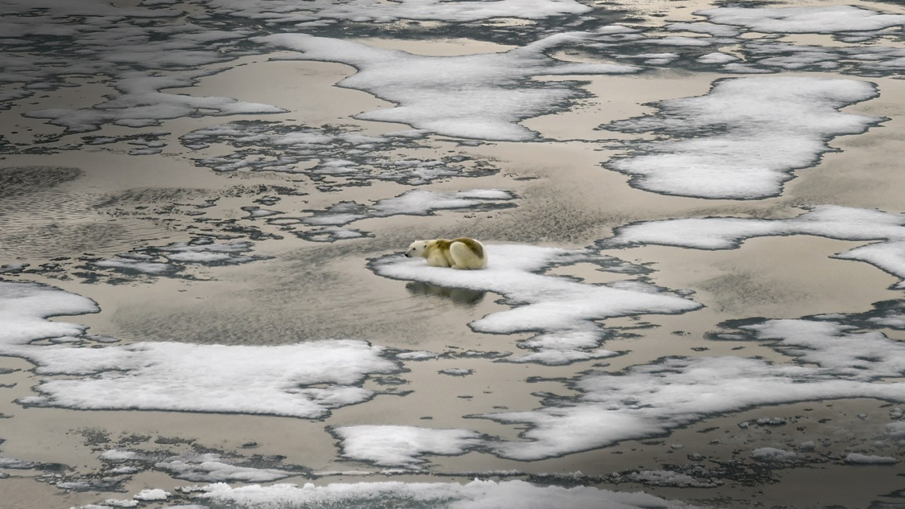 ACOSSADO - Urso-polar cercado pela água: a cobertura de gelo tem encolhido nos últimos quarenta anos -
