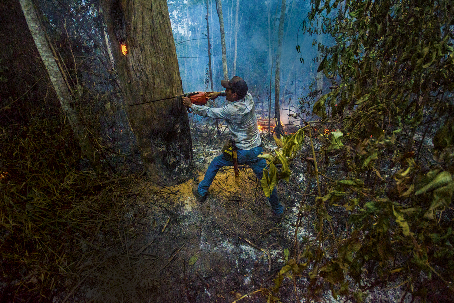DESCRÉDITO - Madeireiro na Amazônia: o Brasil chega à COP26 com um histórico pouco favorável -