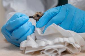 Veterinário examina pássaro encontrado sujo de óleo em Huntington Beach, Califórnia. 03/10/2021
