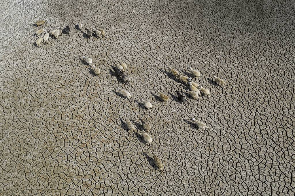 CLIMA DE DESERTO - Ovelhas em uma lagoa seca na Itália: desequilíbrio global -