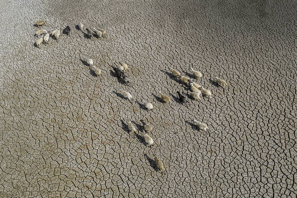 GettyImages-1334723225.jpg CLIMA DE DESERTO - Ovelhas em uma lagoa seca na Itália: desequilíbrio global -
