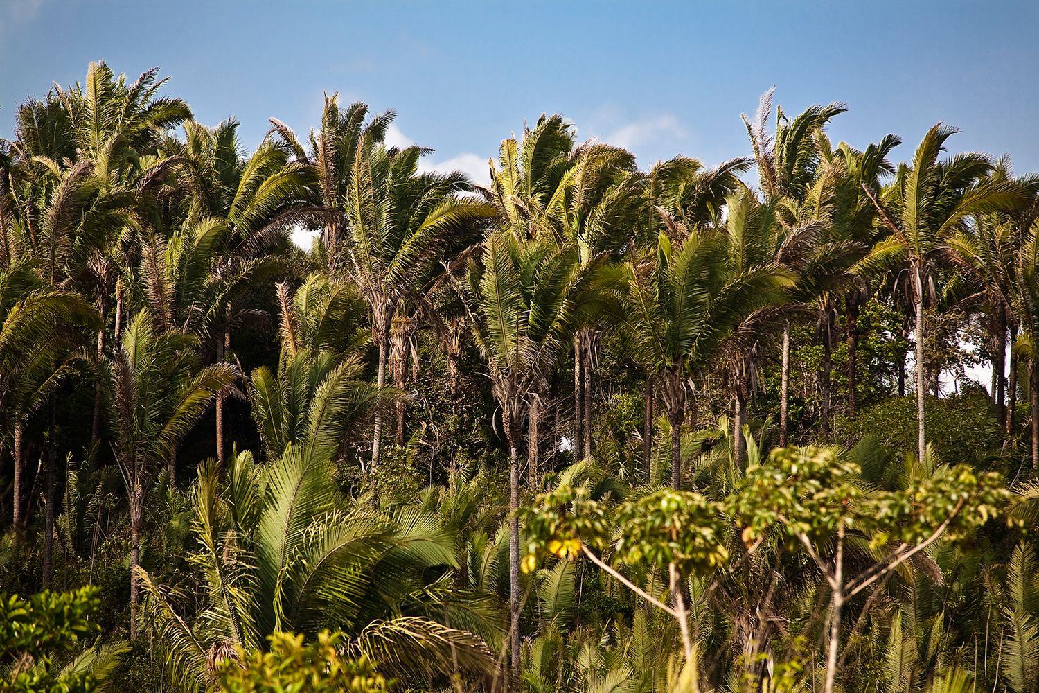 POTENCIAL - Árvores de babaçu no Maranhão: indústrias apostam na biodiversidade brasileira -