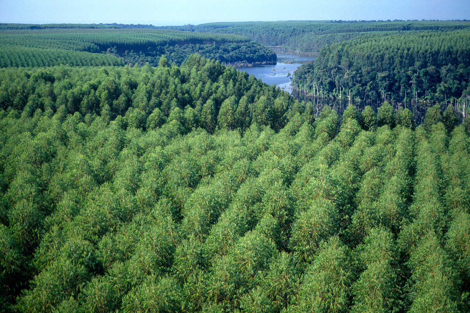 NOVO MERCADO - Área de reflorestamento: recurso para a redução da pegada de carbono -