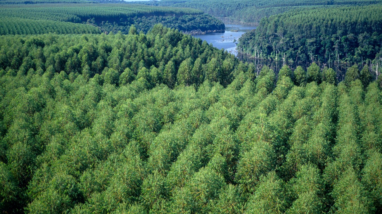 NOVO MERCADO - Área de reflorestamento: recurso para a redução da pegada de carbono -