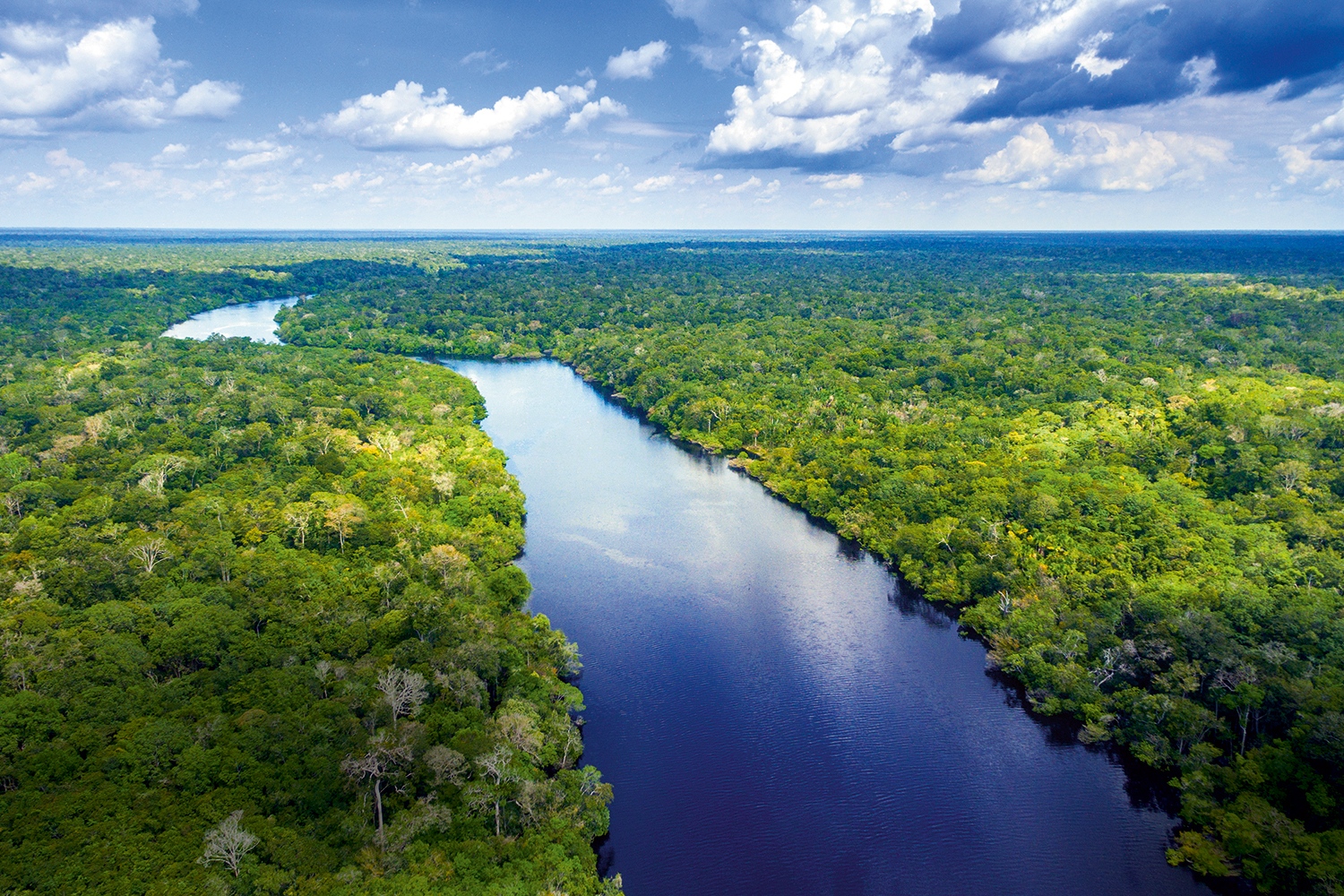 PATRIMÔNIO - Vista aérea da floresta amazônica: aumento dos investimentos em projetos de preservação -