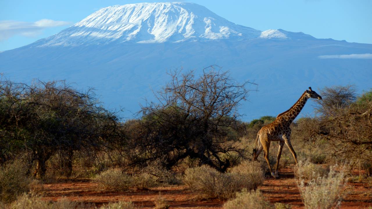 O Monte Kilimanjaro visto do Parque Nacional Amboseli, no Quênia: geleira em risco de colapso