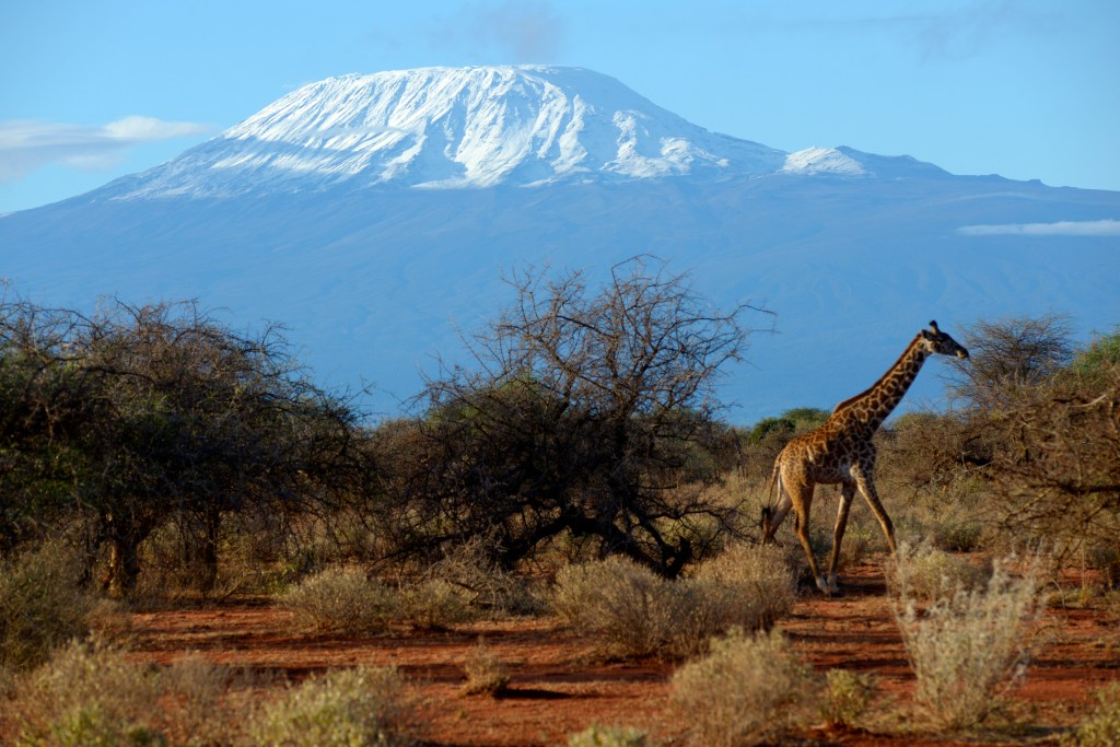 O Monte Kilimanjaro visto do Parque Nacional Amboseli, no Quênia: geleira em risco de colapso