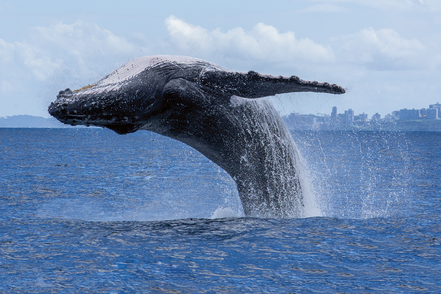 Baleia-azul: O Gigante Volta Ao Mar | VEJA