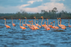 Flamingos