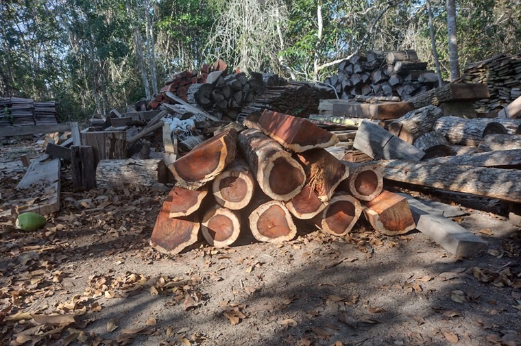 Toras de Pau-Brasil derrubado sem autorização no norte do Espírito Santo