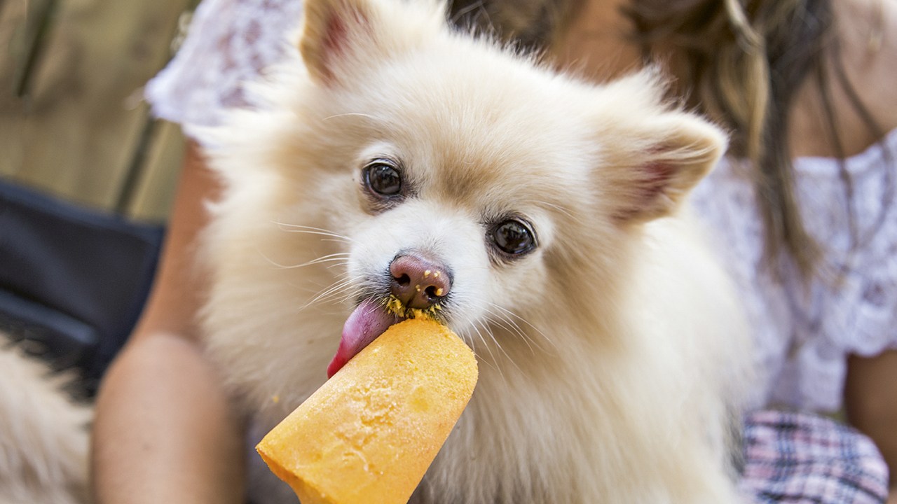 LAMBIDA - O picolé peppino para cachorros: iogurte, fruta ou legume, mel orgânico e um ossinho no lugar do palito -