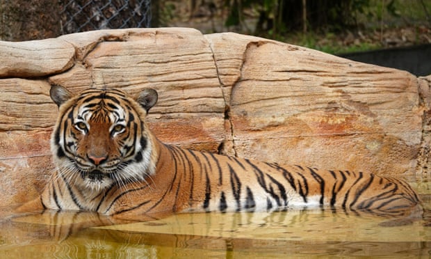 O tigre Eko, de 8 anos, morto após atacar funcionário que entrou em sua jaula